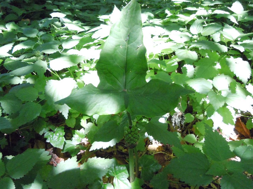 Arum italicum